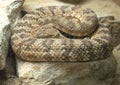 Southwestern speckled rattlesnake, crotalus pyrrhus, resting on a rock at the Dallas City Zoo in Texas.