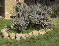 Cylindropuntia spinosier cacti at Capanna Farm, situated to the north of Montalcino.