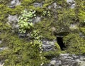 Cymbalaria muralis growing on a stone wall in Bellagio, Italy.