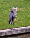 Great Blue heron standing along the edge of a man-made lake in Southlake, Texas.