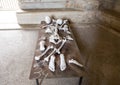 Disarticulated skeleton by Nino Longobardi in a room of the Castel Del Monte Royalty Free Stock Photo