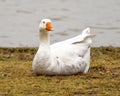 Domestic graylag goose, binomial name Anser anser domesticus, resting near the shore in White Rock Lake in Dallas, Texas.