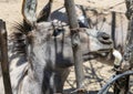 Donkey drinking water at the Sol de Mayo Ecological ranch, part of the Sierra de La Laguna Biosphere Reserve.