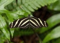 Heliconius charitonius perched on a leaf in the butterfly garden of the Fort Worth Botanic Gardens.