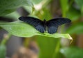 Asian swallowtail perched on a leaf in the butterfly garden of the Fort Worth Botanic Gardens.