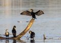 Double-crested cormorant on a partially submerged tree in White Rock Lake in Dallas, Texas.