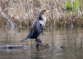 Double-crested cormorant on a partially submerged tree in White Rock Lake in Dallas, Texas.