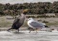 Double-crested cormorant and a ring-billed gull standing in shallow water in Chokoloskee Bay in Florida. Royalty Free Stock Photo