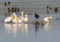 Double-crested cormorants and American white pelicans on a partially submerged tree in White Rock Lake in Dallas, Texas. Royalty Free Stock Photo