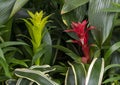 Droophead tufted airplant, guzmani lingulata, inside the Jewel Box in Forest Park in Saint Louis, Missouri. Royalty Free Stock Photo