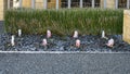 Small fountains in a bed of grey rocks in front of a manicured hedge of bamboo in Dallas, Texas.