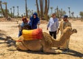 An elderly Caucasian male is helped on to the saddle of a kneeling camel for a ride among the palm trees in the desert in Morocco.