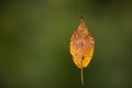 Fallen leaf suspended by spider silk Royalty Free Stock Photo