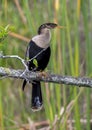 Female anhinga sitting in the trees next to Shark Valley Trail in the Everglades National Park in Florida. Royalty Free Stock Photo