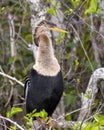 Female anhinga sitting in the trees next to Shark Valley Trail in the Everglades National Park in Florida. Royalty Free Stock Photo