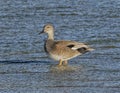 Female gadwall dabbling duck standing in shallow water below the spillway of White Rock Lake in Dallas, Texas.