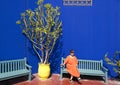 Female Korean tourist sitting on a bench next to an Indian spurgetree in the Jardin Majorelle in Marrakesh, Morocco.