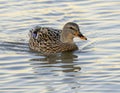 Female mallard duck, binomial name Anas platyrhynchos, swimming near the shore in White Rock Lake in Dallas, Texas. Royalty Free Stock Photo