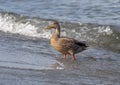 Female Mallard duck walking ashore in Greenlake Park, Seattle, Washington Royalty Free Stock Photo