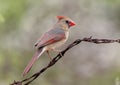 Female northern cardinal perched barbed wire in the La Lomita Bird and Wildlife Photography Ranch in the City of Uvalde, Texas. Royalty Free Stock Photo