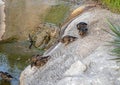 Female mallard ducks making their way down a concrete embankment to a man made flowing stream in Pioneer Plaza Park. Royalty Free Stock Photo