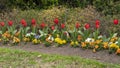 Flower bed with red garden tulips and orange, yellow, white and purple pansies along a sidewalk in Dallas, Texas Royalty Free Stock Photo