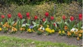 Flower bed with red garden tulips and orange, yellow, white and purple pansies along a sidewalk in Dallas, Texas Royalty Free Stock Photo