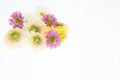 flower head of chrysanthemum in a white background Royalty Free Stock Photo