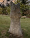 Flower relief carved on a tree trunk in the garden of the Gilcrease Museum in Tulsa, Oklahoma.