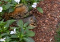 Fox squirrel enjoying a nut in the flowers in the Dallas Arboretum and Botanical Gardens Royalty Free Stock Photo