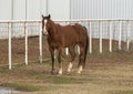 Front view of a single brown horse with a few white splotches standing before a fence in Oklahoma. Royalty Free Stock Photo