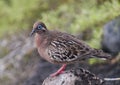 Galapagos dove perched on a rock on Santa Cruz Island in the Galapagos, Ecuador. Royalty Free Stock Photo