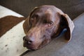 Close up of a German Shorthaired pointer dog white body brown head making a surprised face outdoors Royalty Free Stock Photo