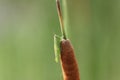 Grasshopper on the common cattail