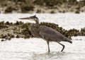 Great blue heron walking in shallow water in Chokoloskee Bay in Florida.w