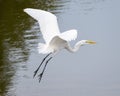 Great egret, binomial name Ardea alba, flying low over the water of White Rock Lake in Dallas, Texas. Royalty Free Stock Photo