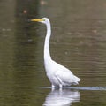 Great egret, binomial name Ardea alba, flying low over the water of White Rock Lake in Dallas, Texas. Royalty Free Stock Photo