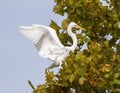 Great egret landing high in a tall tree at the edge of White Rock Lake in Dallas, Texas. Royalty Free Stock Photo