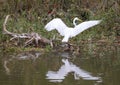 Great egret landing on the roots of a fallen tree at the edge of White Rock Lake in Dallas, Texas.