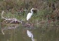 Great egret poised looking for prey at the edge of White Rock Lake in Dallas, Texas.