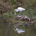 Great egret poised looking for prey at the edge of White Rock Lake in Dallas, Texas.