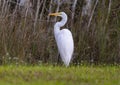 Great egret standing in the grass next to the roadside in the Everglades National Park.