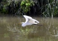 Great white heron flying over a shallow river in Watercrest Park, Dallas, Texas
