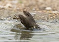 Hermit thrush in a water pond in the La Lomita Bird and Wildlife Photography Ranch in Texas. Royalty Free Stock Photo