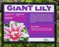 Information display for Giant Lily by famous artist Sean Kenney on display at the Fort Worth Botanic Garden, Texas.