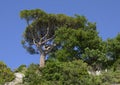 Italian stone pine atop a hill in Camoglia, Italy