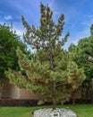 Japanese black pine in memory of dedicated student Yumi Nakamura at the University of Texas at Arlington. Royalty Free Stock Photo