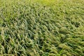 Japanese rice field in autumn Royalty Free Stock Photo