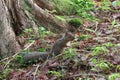 Japanese squirrel in early summer forest