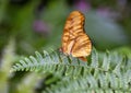 Julia butterfly perched on a leaf at the Butterfly House of the Forth Worth Botanical Gardens. Royalty Free Stock Photo